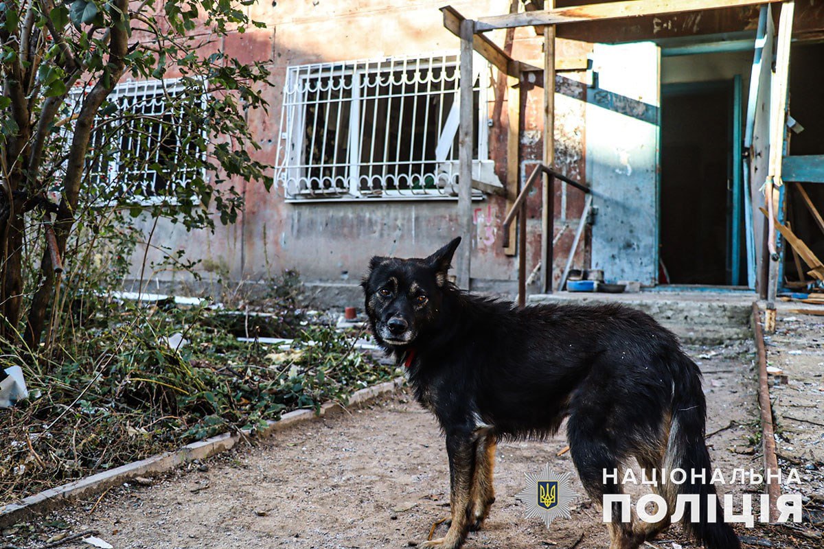 За мгновение до прилета почувствовал опасность: в Авдеевке собака спасла жизнь хозяину (фото)